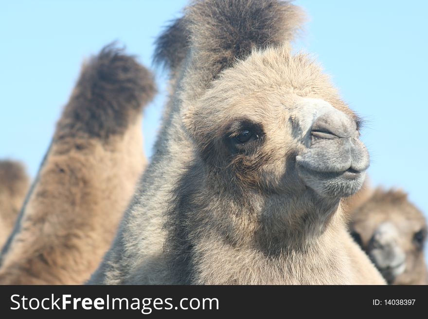 A camel in saffary park