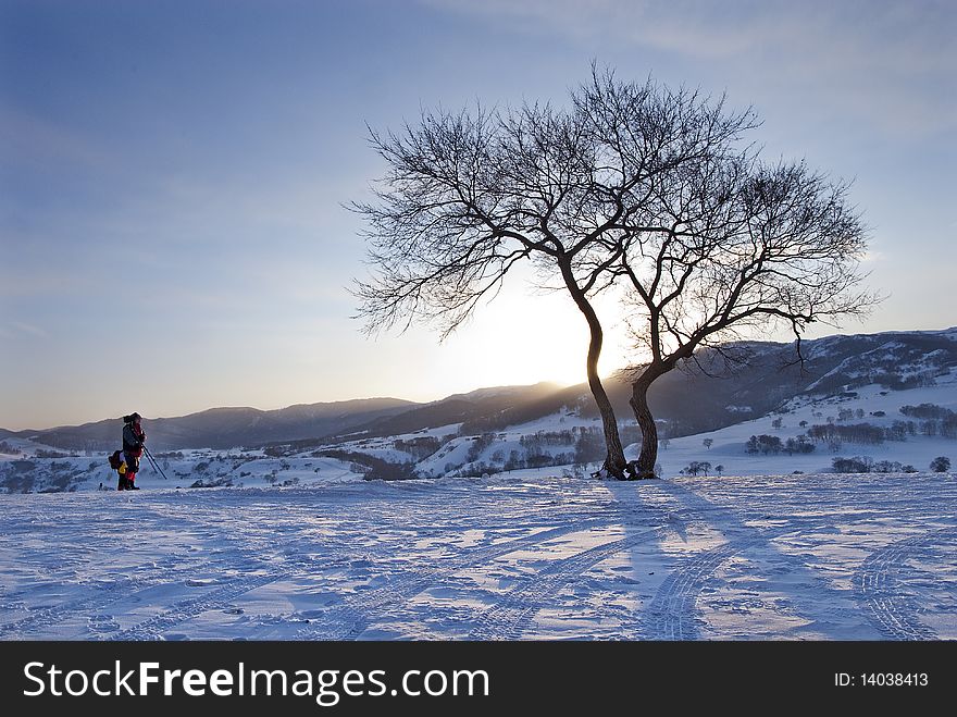 A Photographer And A Tree