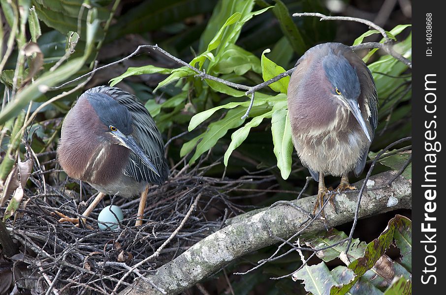 Pair of Green heron's sitting on nest with egg