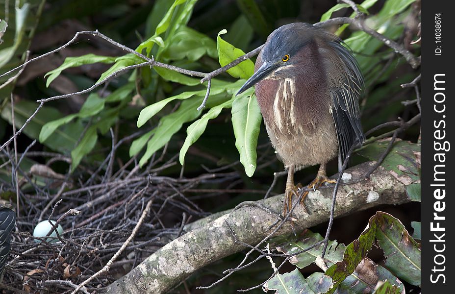 Pair of Green heron's sitting on nest with egg