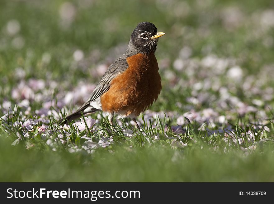 American robin in Central Park in spring, New York City