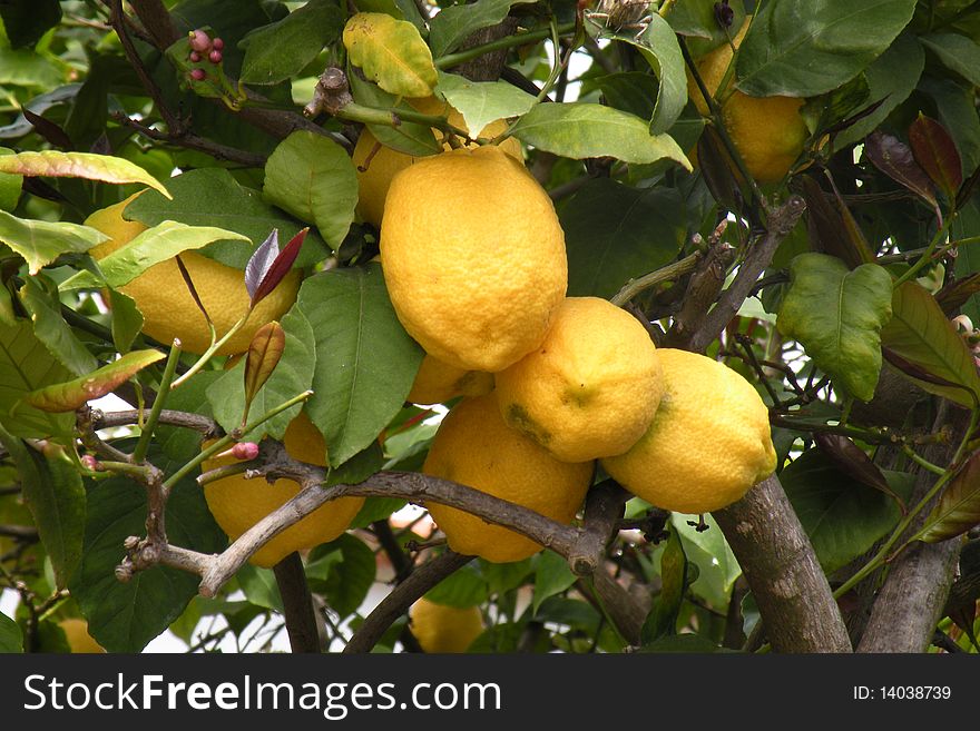 Lemons ripening on the tree