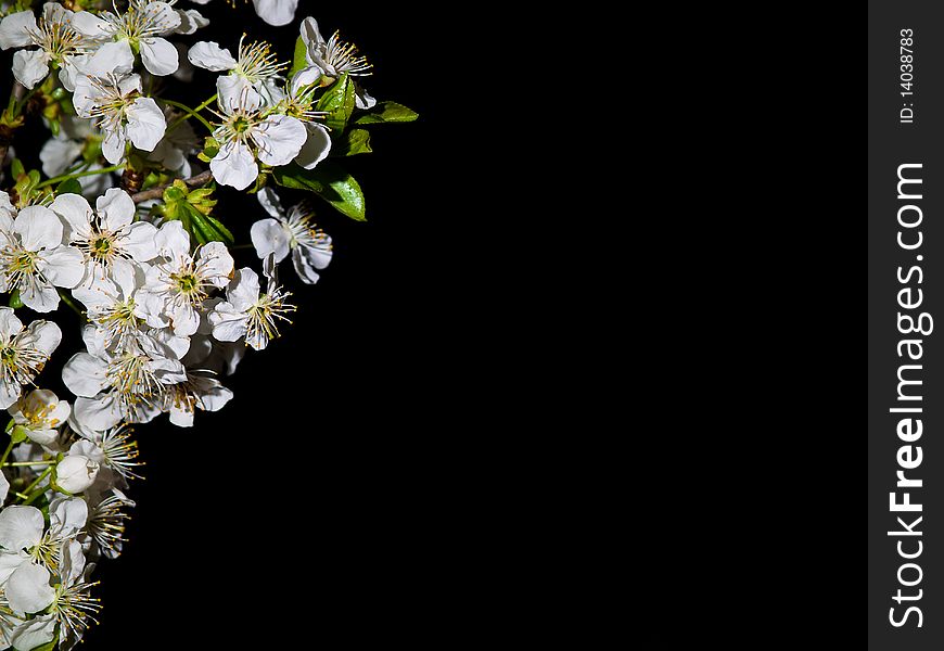 Branch of cherry flowers against black background. Branch of cherry flowers against black background