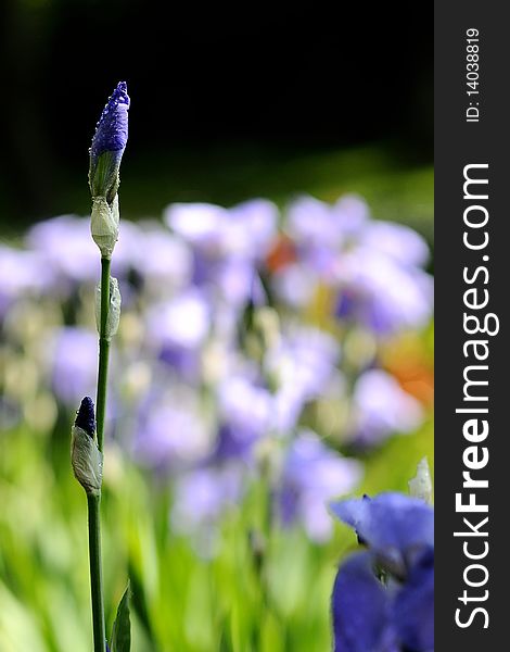 Closeup with blue iris bud