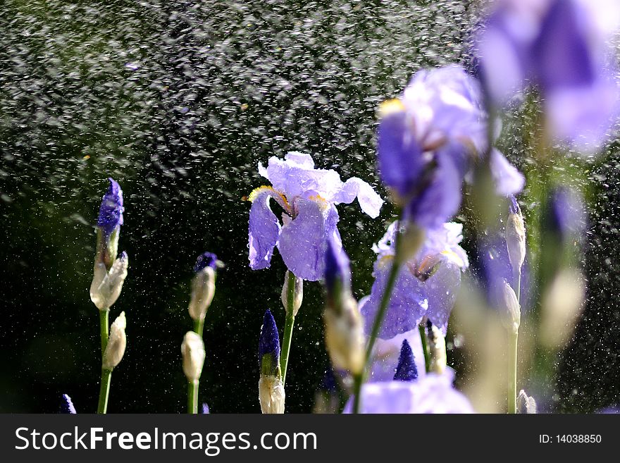 Rain on bearded iris in beautiful garden. Rain on bearded iris in beautiful garden