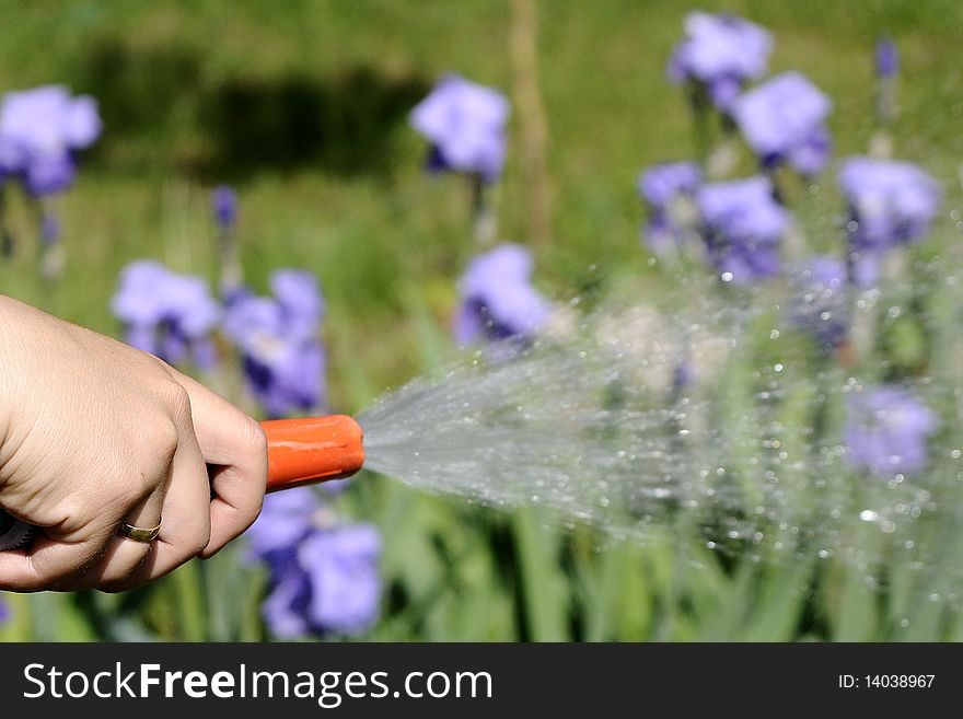 Human Hand And Water Drops On Beautiful Flowers