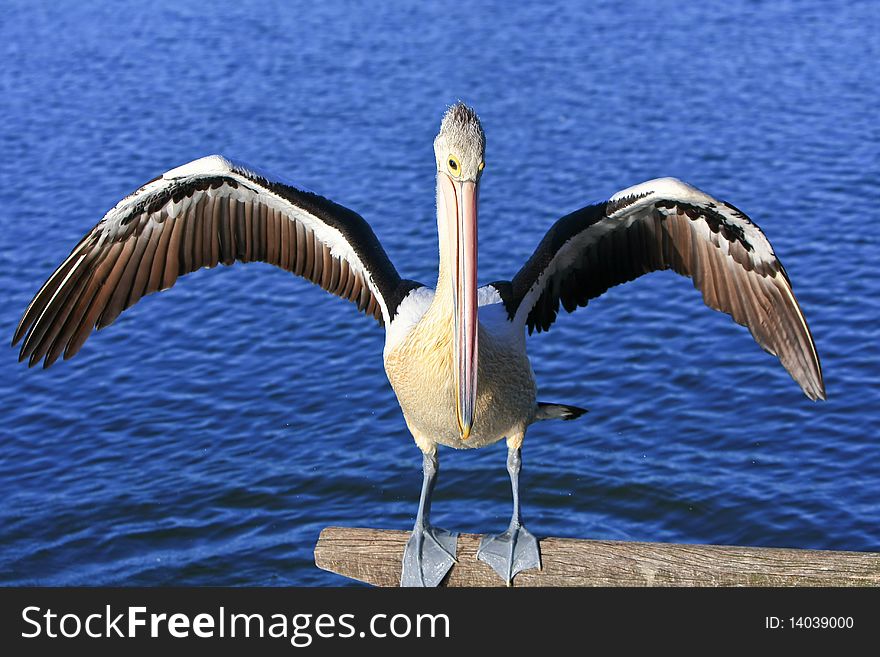 Australian Pelican standing with wings spread. Australian Pelican standing with wings spread.