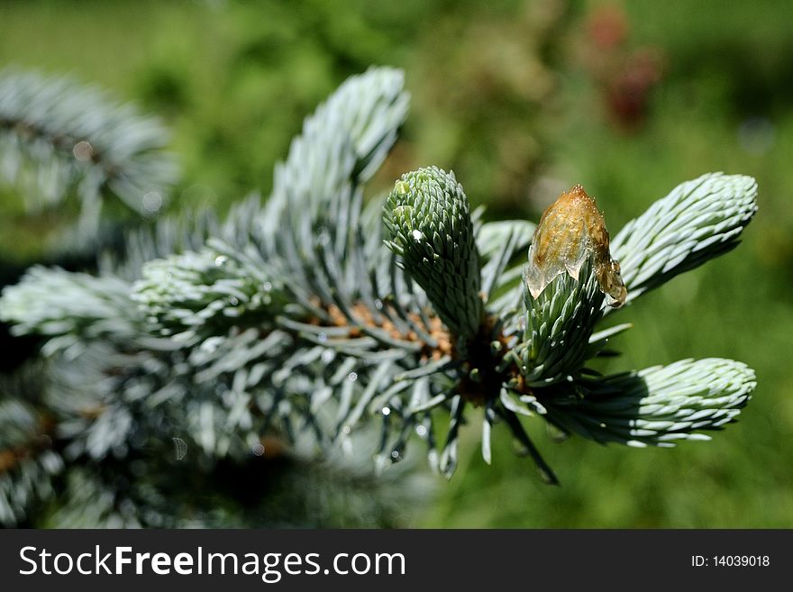 Isolated silver fir budding in spring season. Isolated silver fir budding in spring season