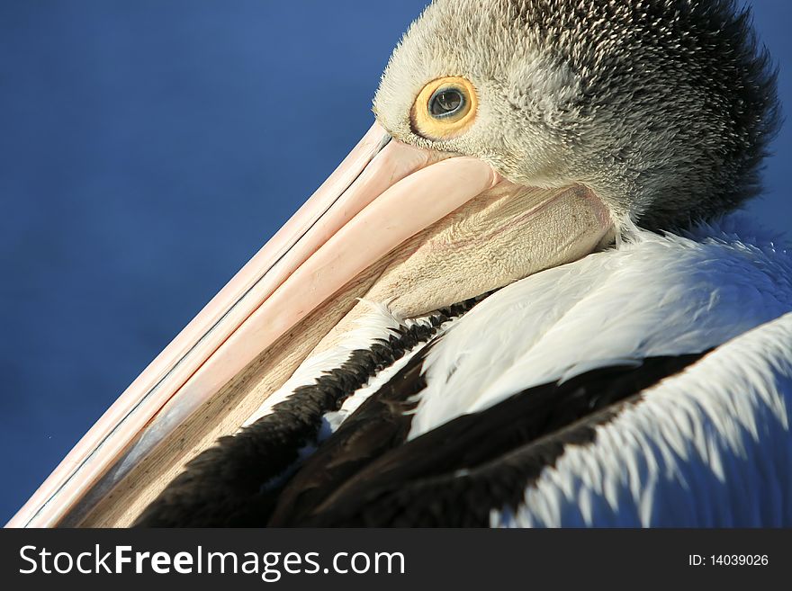 Profile Close-up Of Australian Pelican