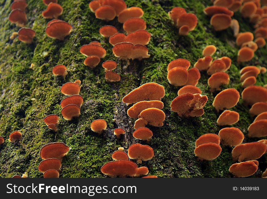 Tree Fungus, Ice Age Trail, Wisconsin