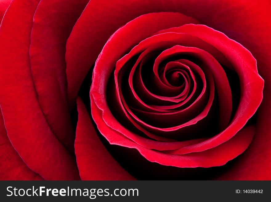 Red Rose Macro