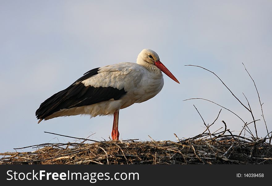 One stork in the nest