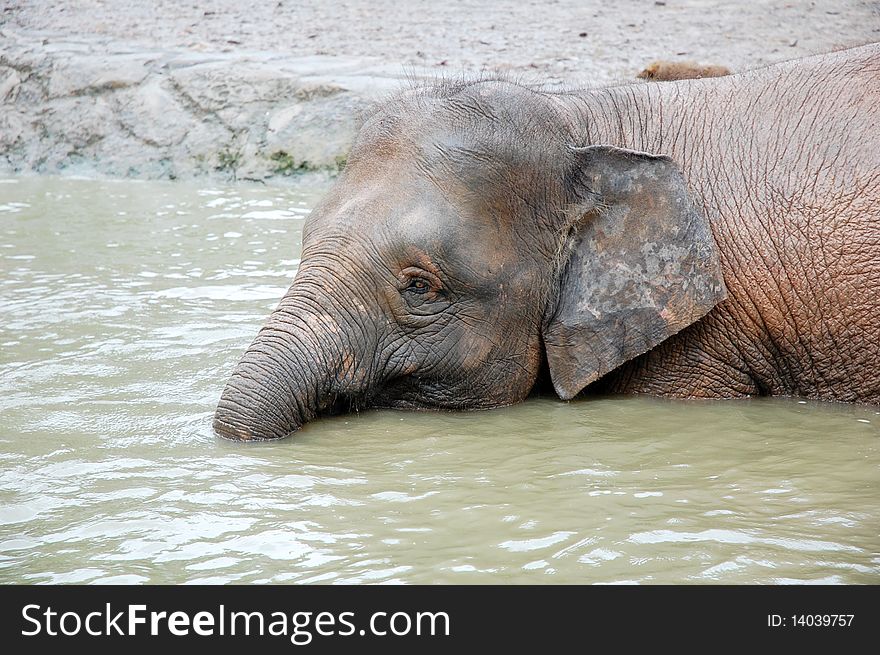 An elephant at the pond or lake
