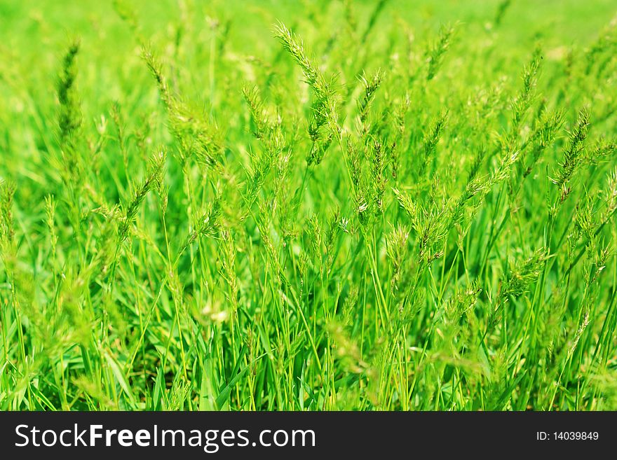 Fresh green grass  shallow depth of field. Fresh green grass  shallow depth of field