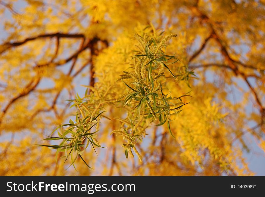 Weeping Willow leaves and flower in early spring