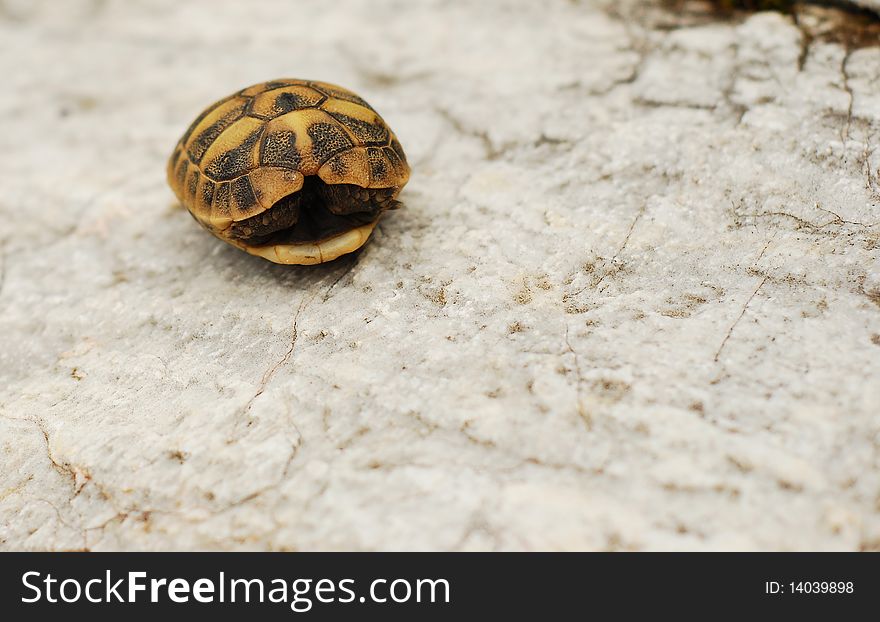 Small turtle hiding its head. Small turtle hiding its head