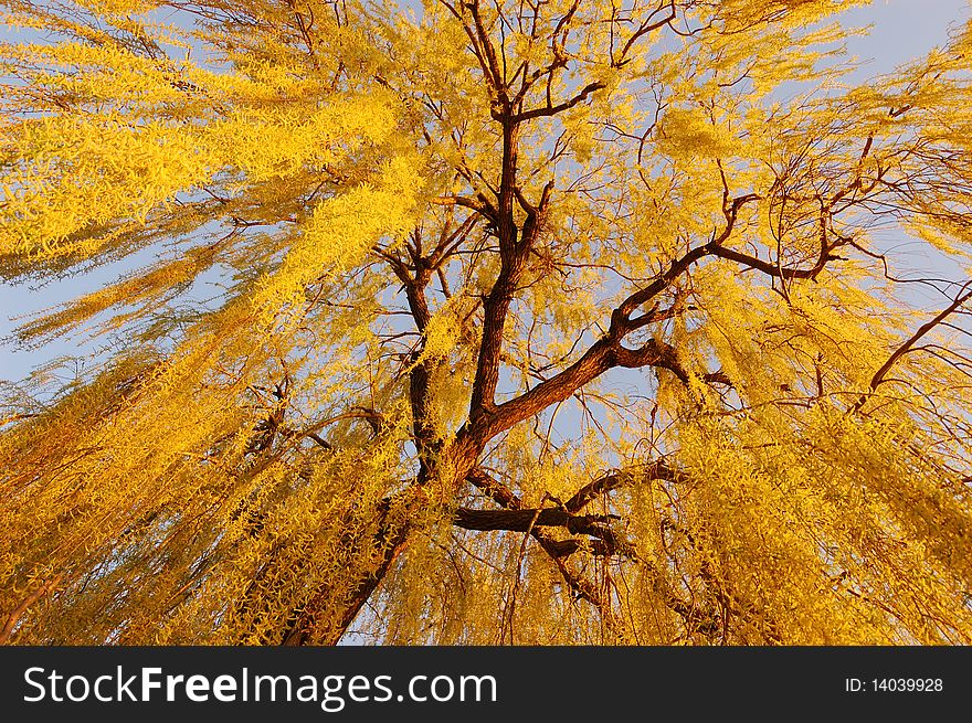 Weeping Willow leaves and flower in early spring