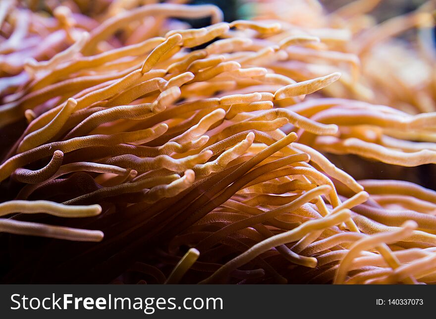 Tentacles flowing towards the viewpoint from a huge colony of red rose bubble tip anemones. Tentacles flowing towards the viewpoint from a huge colony of red rose bubble tip anemones.