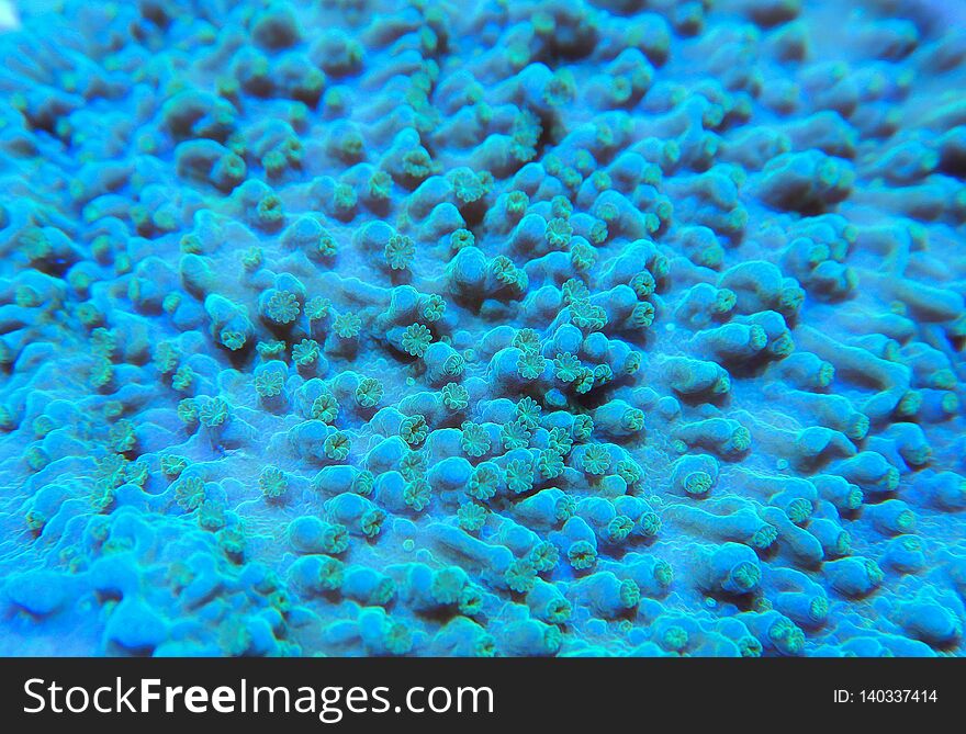 Macro image showing the detail of a green montipora coral species growing in an artificial reef aquarium. Macro image showing the detail of a green montipora coral species growing in an artificial reef aquarium.