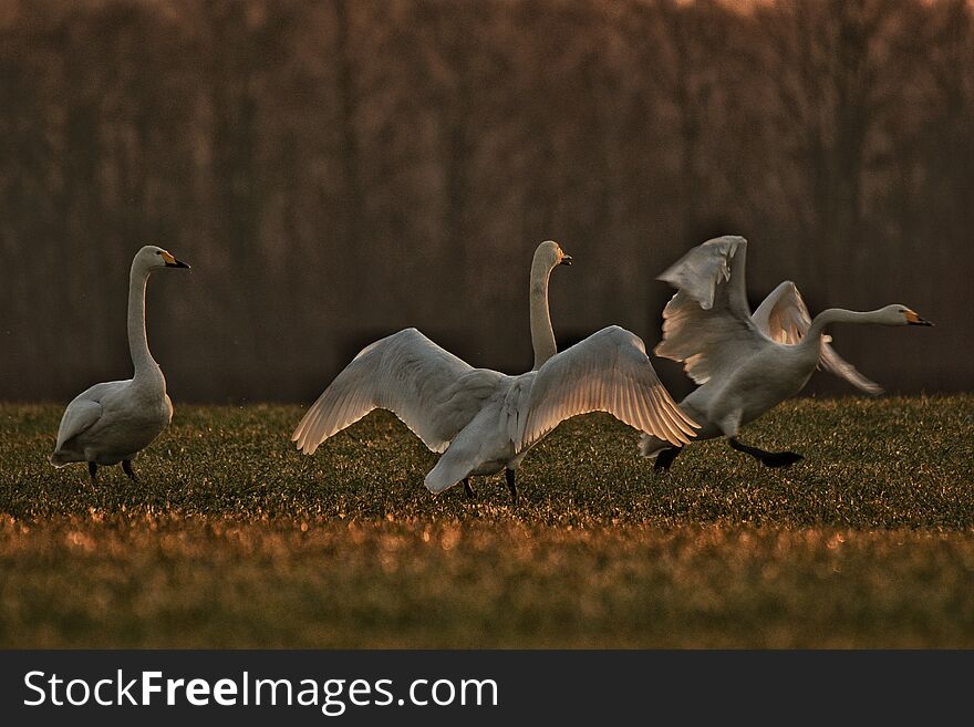 In field with love animal. In field with love animal