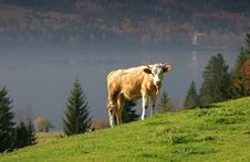A Lone Cow Stock Image