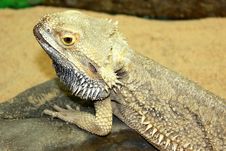 Large Lizard Royalty Free Stock Photo Large Lizard Royalty Free Stock Photo