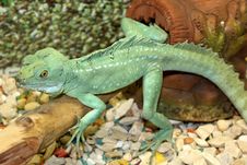 Green Lizard Stock Image Green Lizard Stock Image