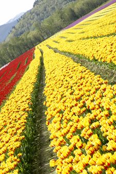 Tulips Spring Royalty Free Stock Images Tulips Spring Royalty Free Stock Images