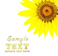 Bright Young Sunflower Stock Photography Bright Young Sunflower Stock Photography
