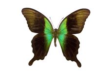 Papilio Peranthus Royalty Free Stock Photos