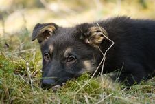 Puppy Alone In The Forest Stock Photography Puppy Alone In The Forest Stock Photography