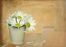 Losing Petals Stock Photo Losing Petals Stock Photo