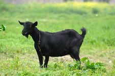 Black Goat Stock Photos