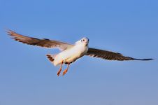 Flying Seagull Stock Photos