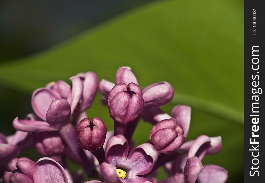 Close-up purple flowers of lilac with leaves on background