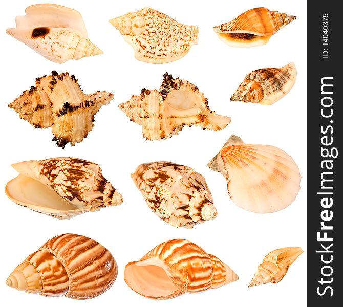 A collection of isolated seashells. A collection of isolated seashells.