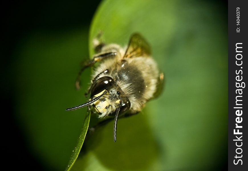 Macro with a bee stand on leaf