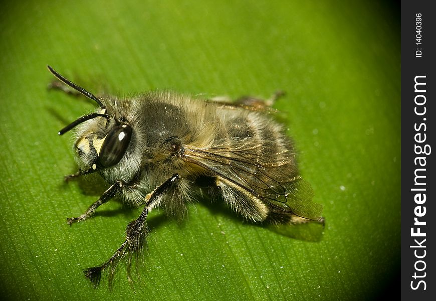 Bee on a leaf , macro photography