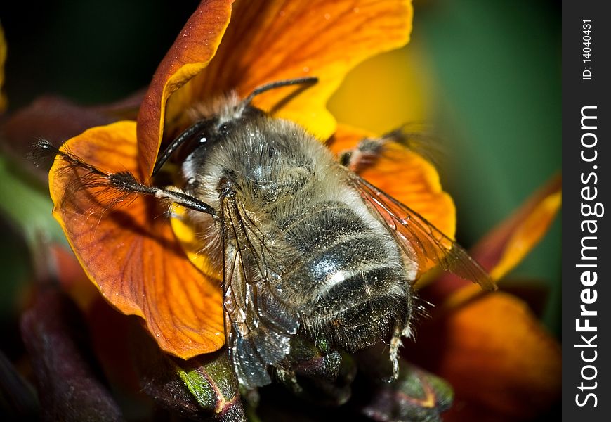 Macro with a bee who pollinate a flower