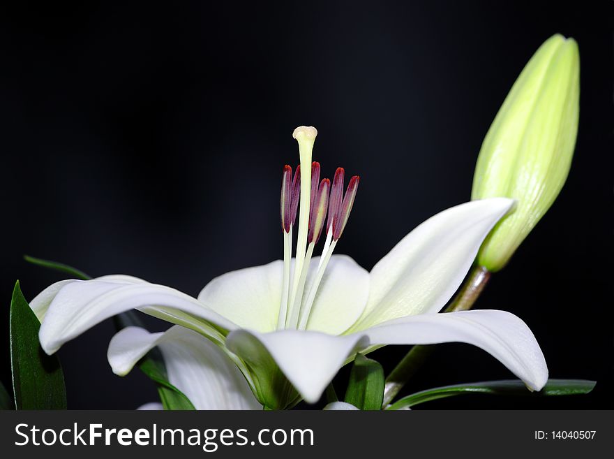 White lily in a bouquet on the shop window. White lily in a bouquet on the shop window