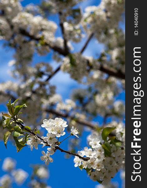 Spring - blossoming tree against lovely blue sky