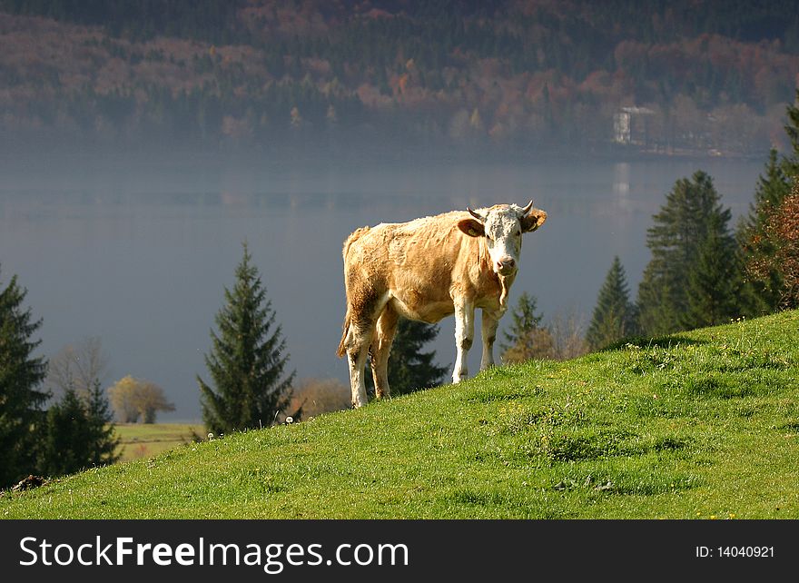 A lone cow