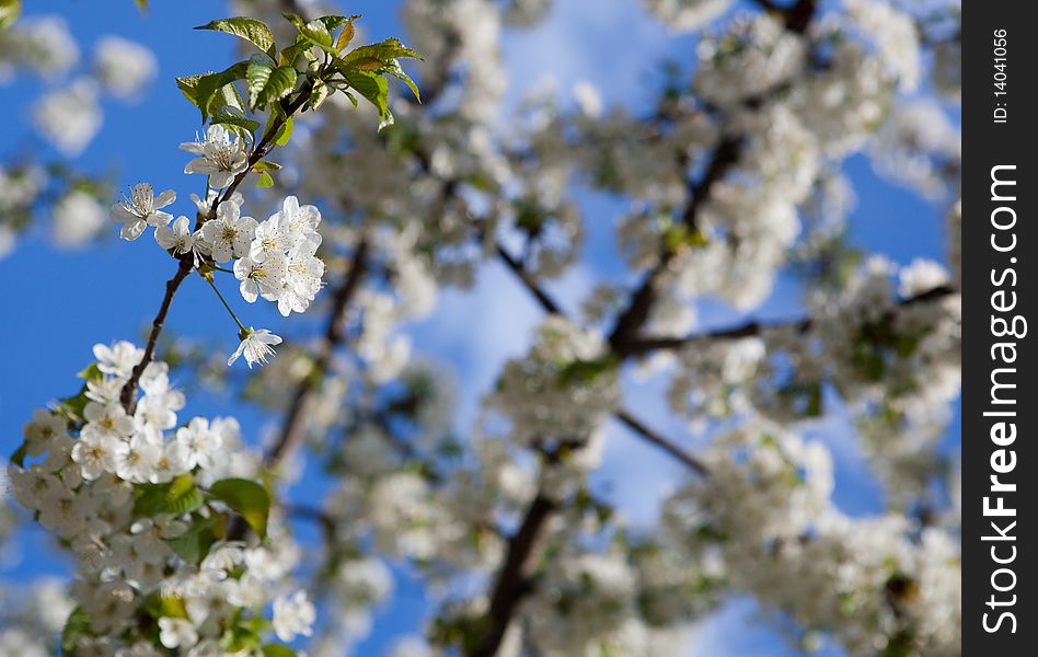 Spring - blossoming tree against lovely blue sky