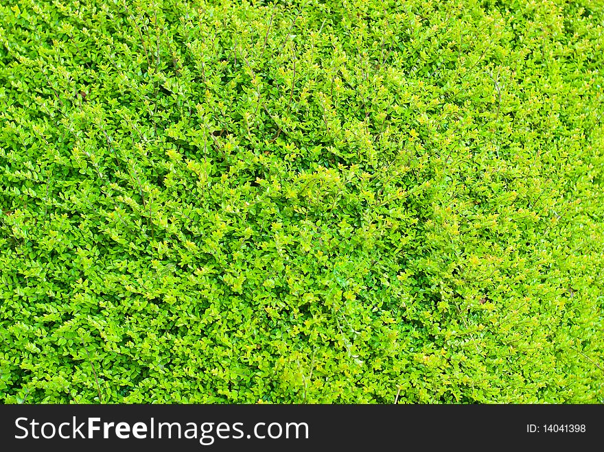 Vivid Detail Background Of Green Hedge