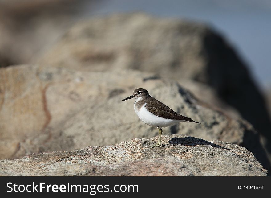 Sandpiper on the rock by water