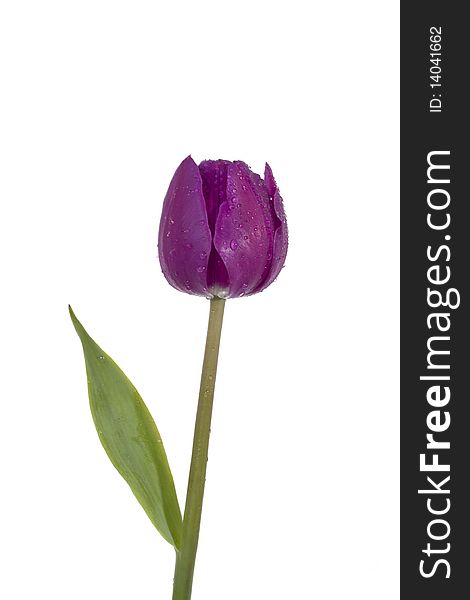 Tulip with water drops on white background