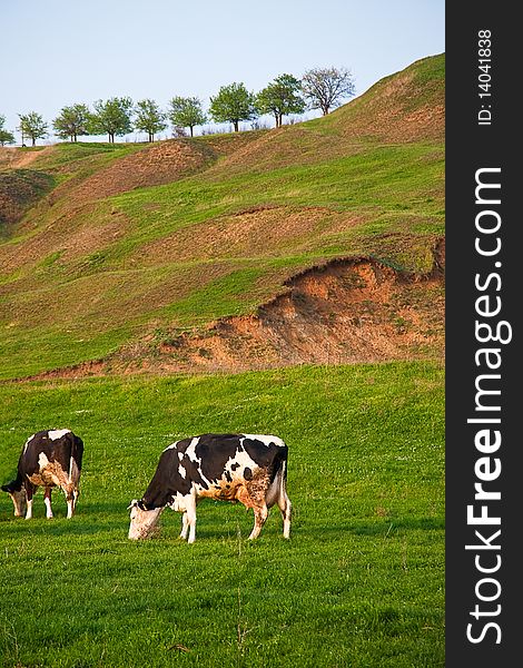 Two black and white cows as a part of the cattle grazing in the field. Two black and white cows as a part of the cattle grazing in the field