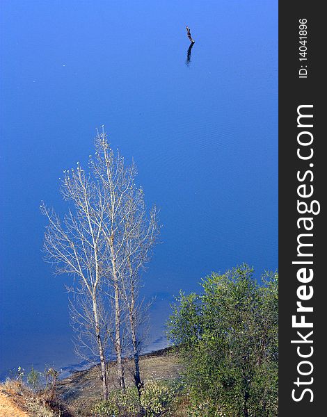 Lake scenery , blue water and lonely tree ------