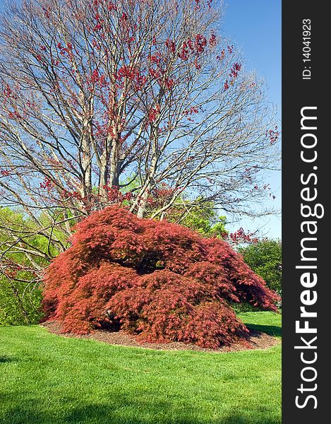 A mature red japanese maple tree in the springtime.