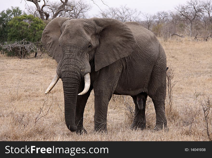 African Elephant - Bull
